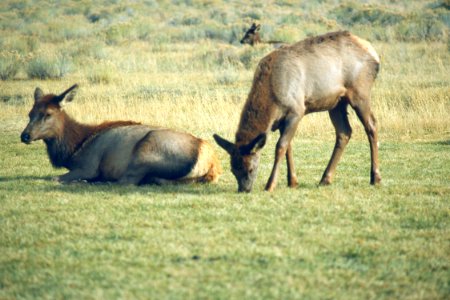 Wildlife50.tif photo