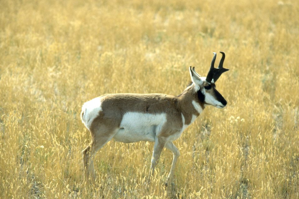 Wildlife60.tif