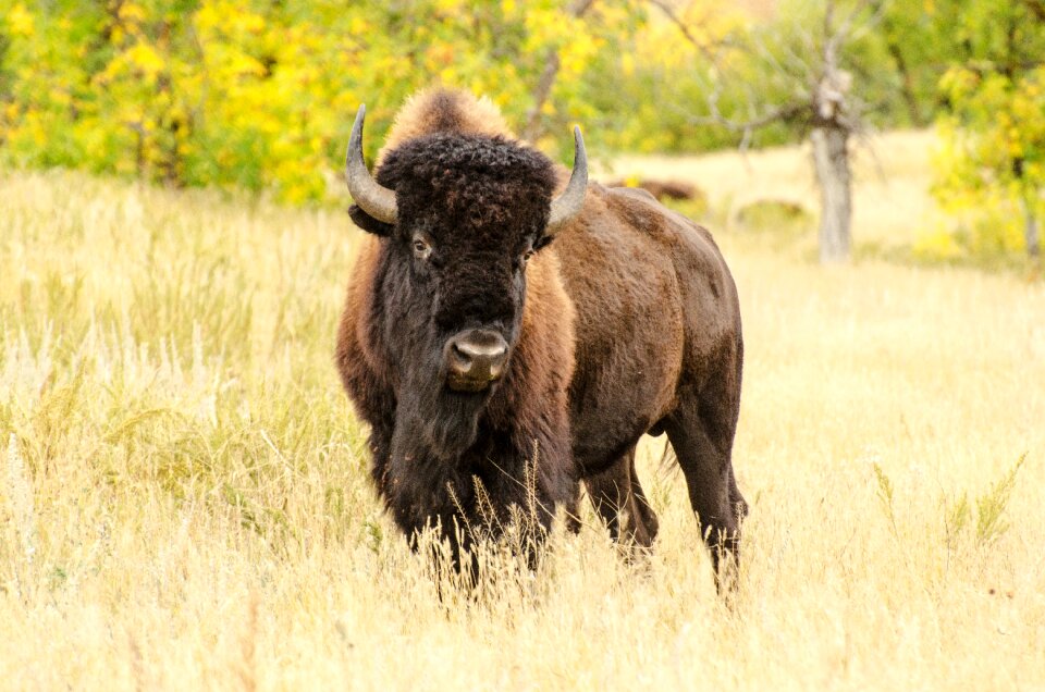 Wildlife wild nature