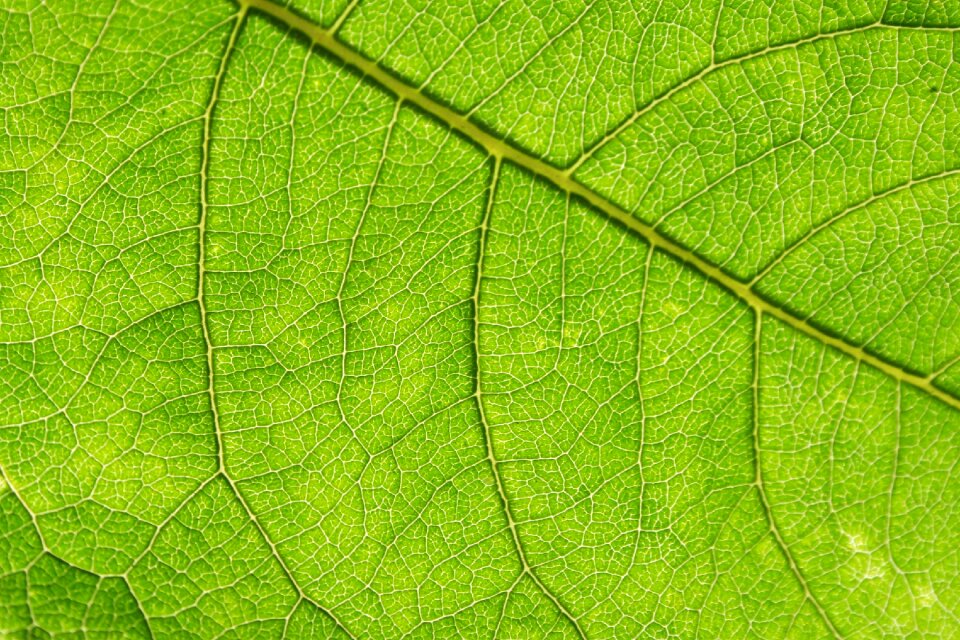 Nature green fresh