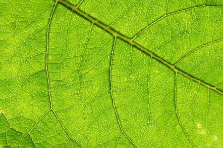 Nature green fresh