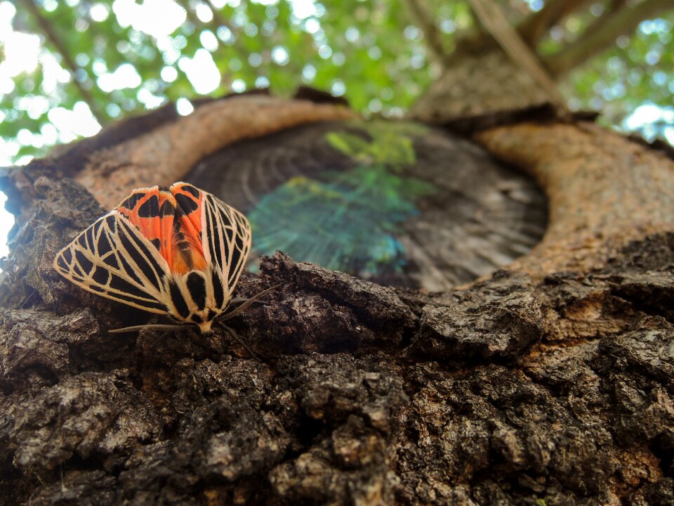Insect park forest