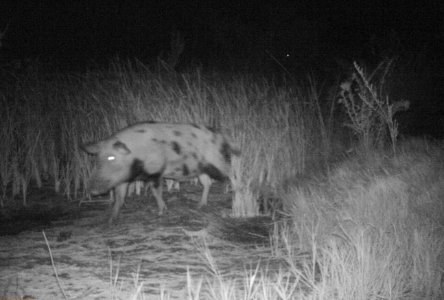 Feral swine captured by trail camera on the move at night