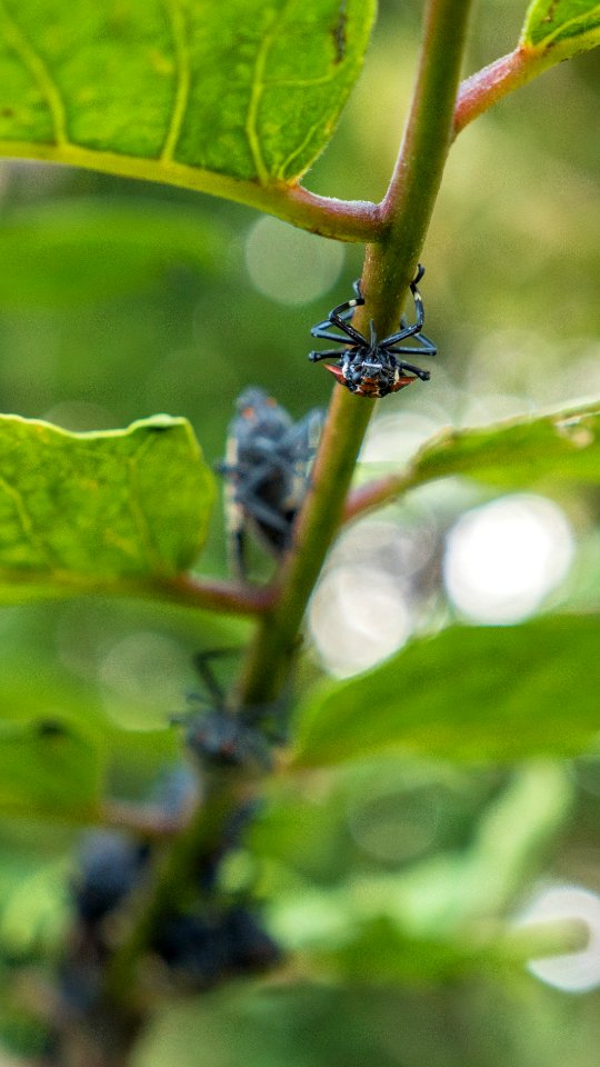 20180830-APHIS-LSC-0236