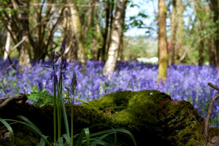 Blue Bell Foret