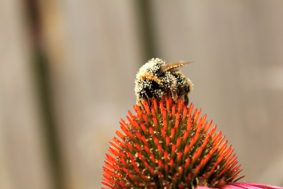 Bug bumblebee beehive photo