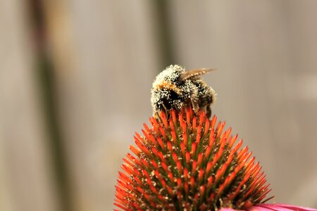 Bug bumblebee beehive