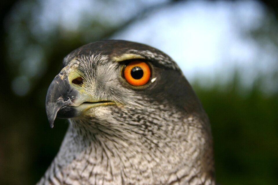 Bird of prey bird raptor