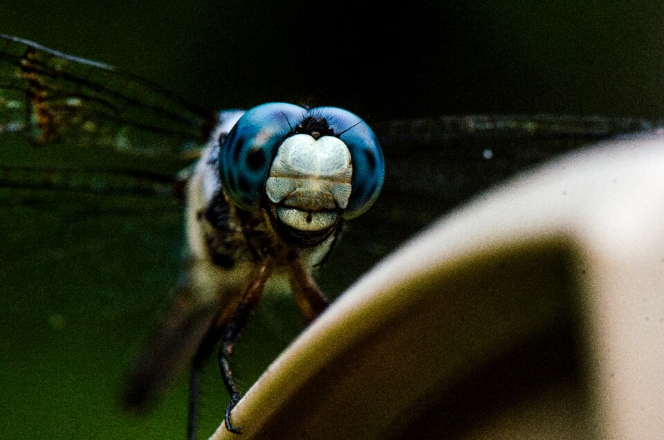 Insect macro nature