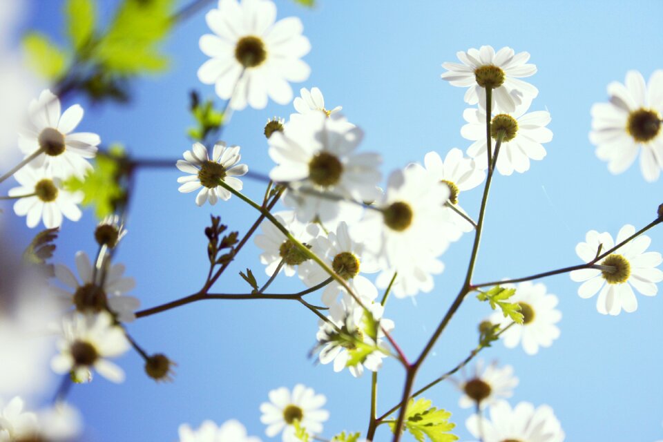 Garden blue sky bloom