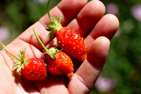 The Strawberry Trio