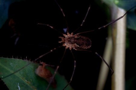 Daddy Longlegs photo