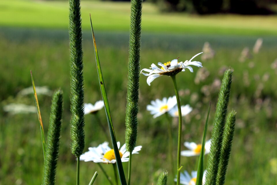 Daisy nature wildflowers