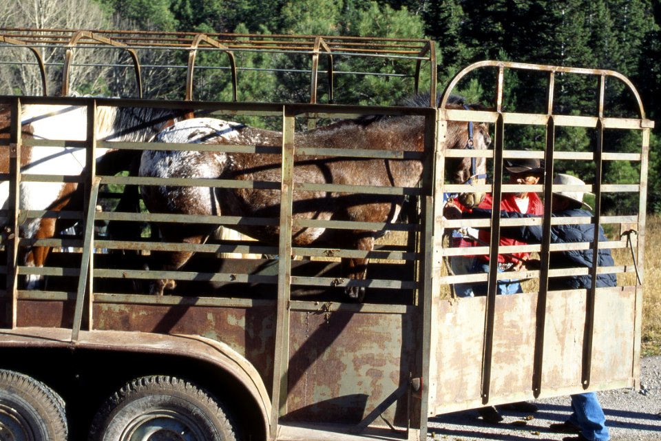 Livestock04.tif