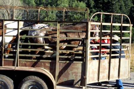 Livestock04.tif