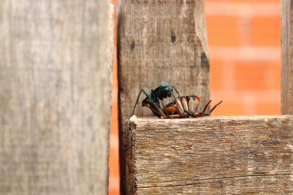 Animal life insects instinct