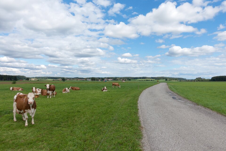 Grass nature cattle