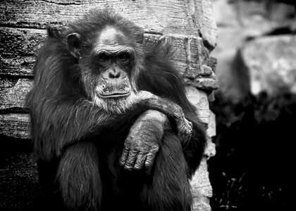 Bw animal torment