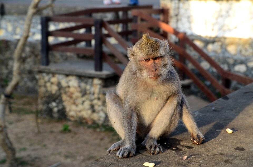 Indonesia wildlife temple