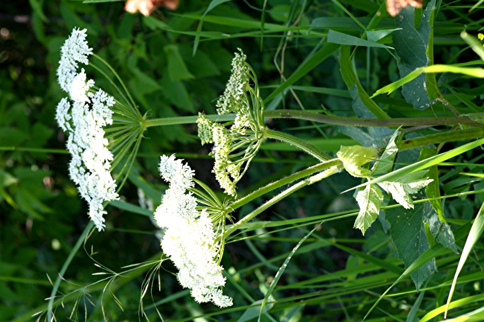 Plants OB 965