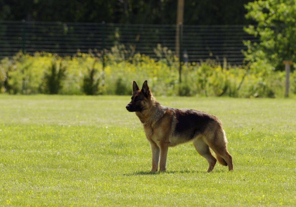 Standing pet obedient