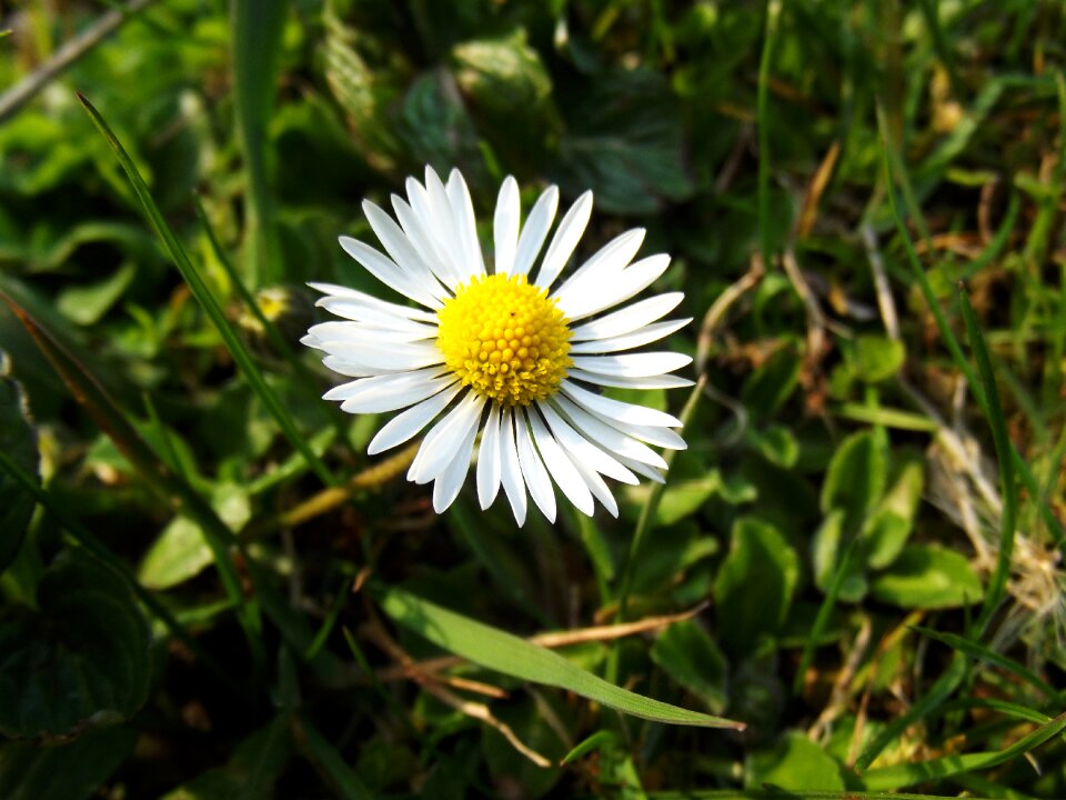 Nature spring summer