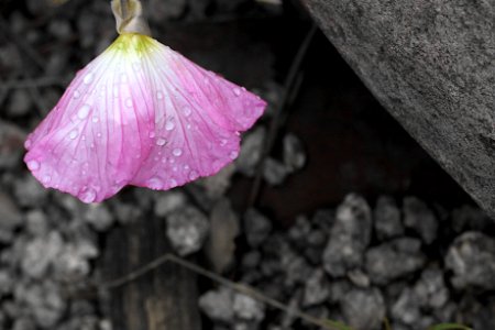 Tears of Rain Joy