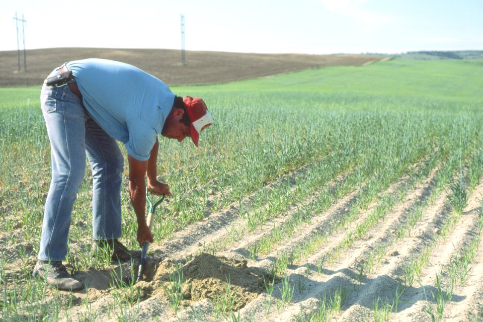 Soil Survey53.tif