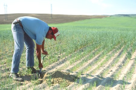 Soil Survey53.tif photo