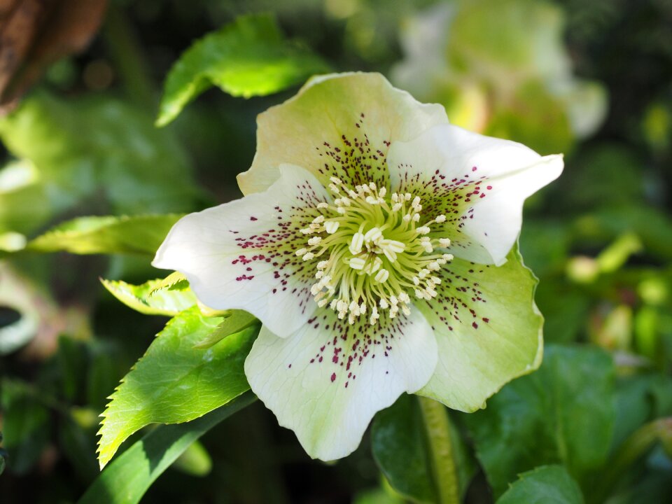 Blossom bloom plant