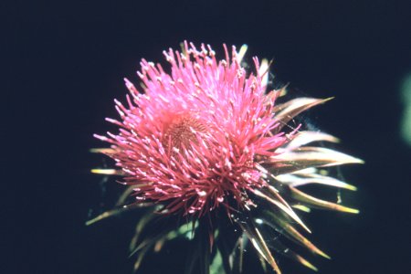 Weeds37.tif