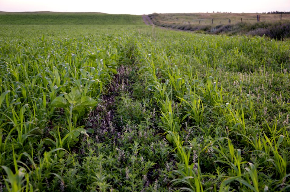 Cover Crops nr 15