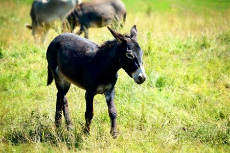 Alpine meadow mammal animal