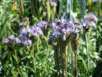 Pollinators BM 0033