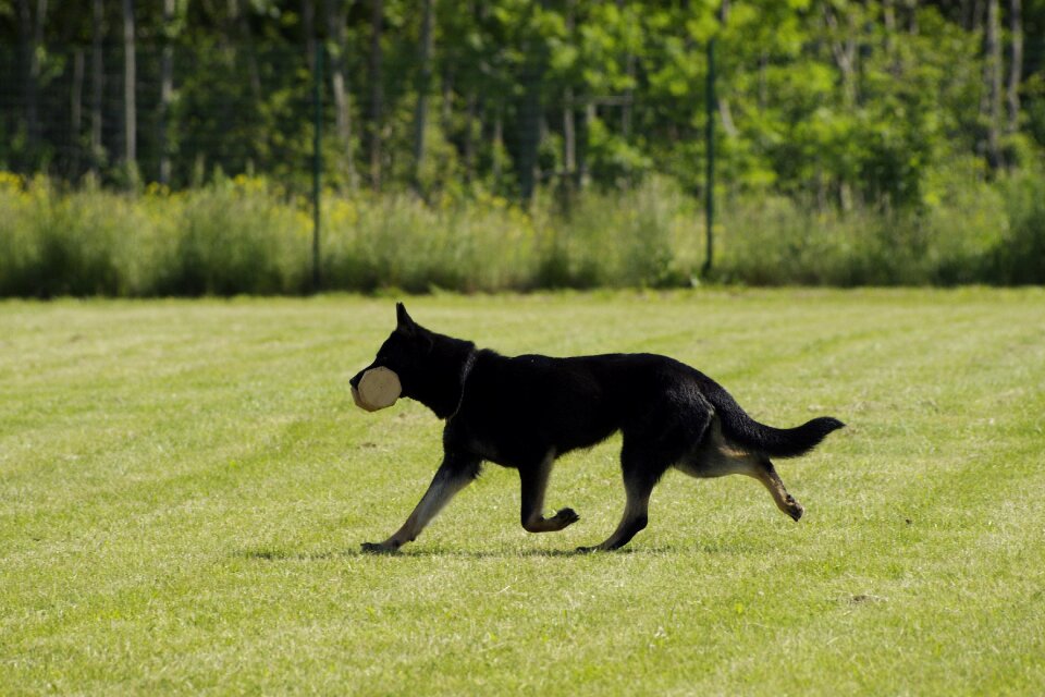 German shepherd retrieving competition