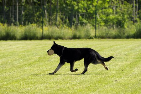 German shepherd retrieving competition