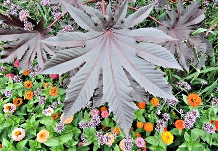 Annual late summer garden