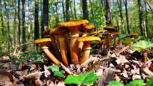 Billet mushrooms autumn forest