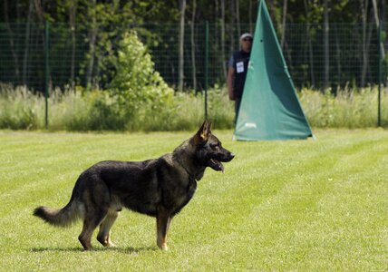 German shepherd standing competition