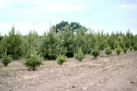 Windbreaks12.tif photo