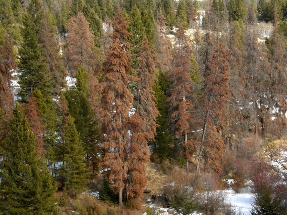 Trees55.jpg