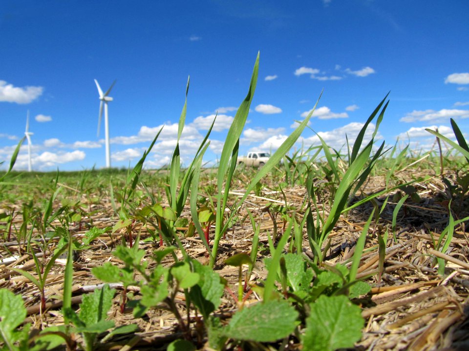 Cover Crops MV 15