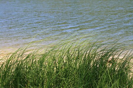 Water summer grass
