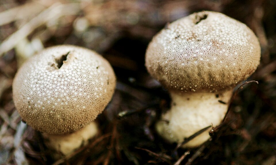 Nature forest vegetables