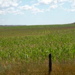 Conservation Tillage20