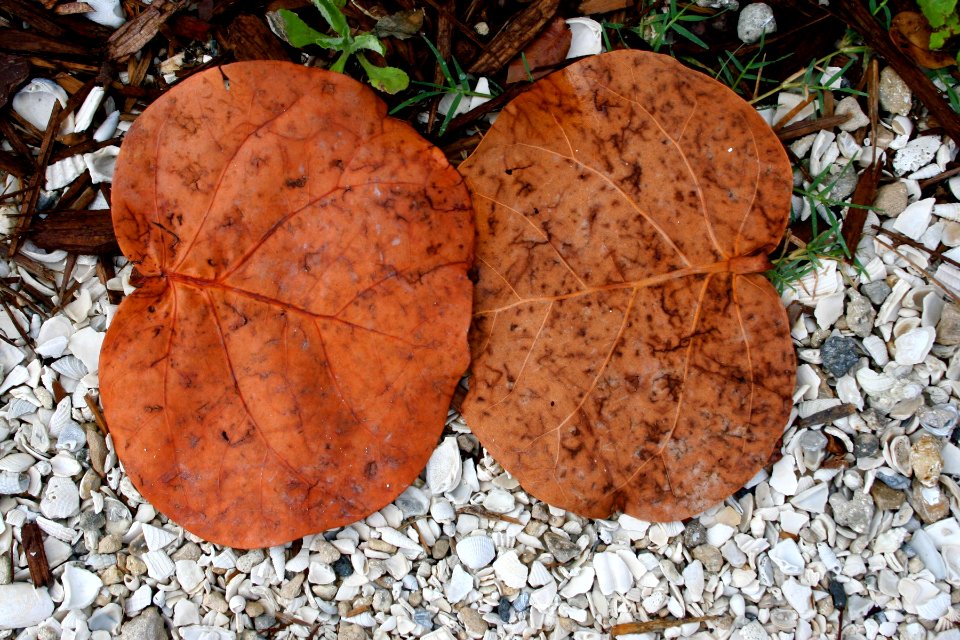 Two Leaves, Like Lovers