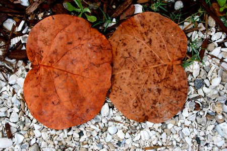 Two Leaves, Like Lovers photo