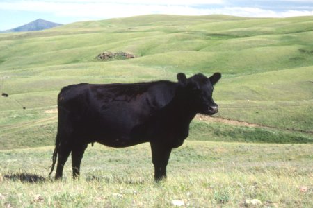 Livestock51.tif