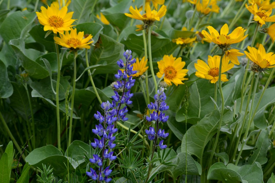 Flowers JS 76