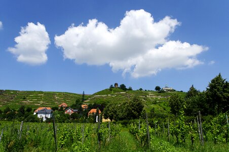 Vineyards elbe valley blue sky photo